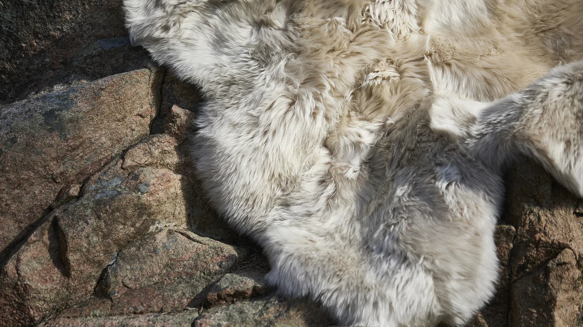 Nordic Sheep